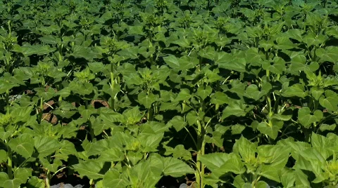 Natural Solar Power Stock Footage