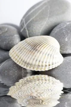 Natural spa elements- seashell with starshell and stones on whit Stock Photos
