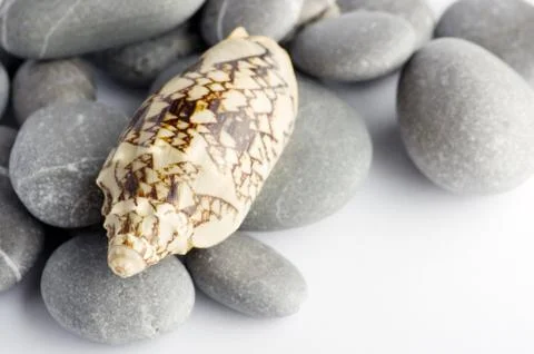 Natural spa elements- seashell with starshell and stones on whit Stock Photos