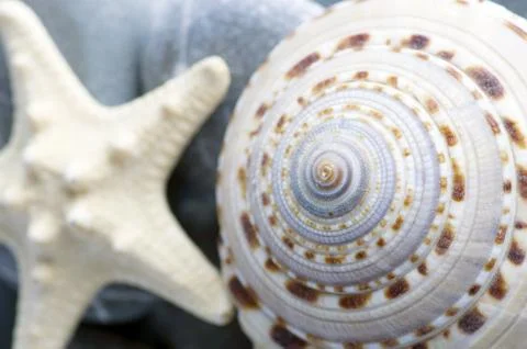 Natural spa elements- seashell with starshell and stones on whit Stock Photos