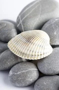 Natural spa elements- seashell with starshell and stones on whit Stock Photos
