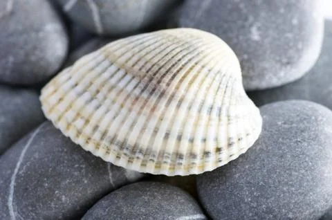 Natural spa elements- seashell with starshell and stones on whit Foto stock