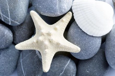 Natural spa elements- seashell with starshell and stones on whit Stock Photos