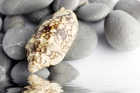 Natural spa elements- seashell with starshell and stones on whit Stock Photos