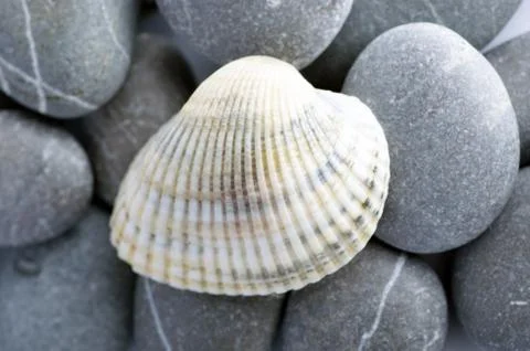 Natural spa elements- seashell with starshell and stones on whit Stock Photos