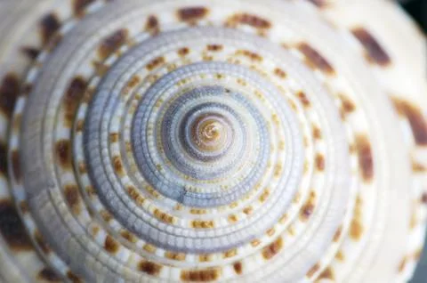 Natural spa elements- seashell with starshell and stones on whit Foto stock