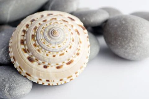 Natural spa elements- seashell with starshell and stones on whit Foto stock