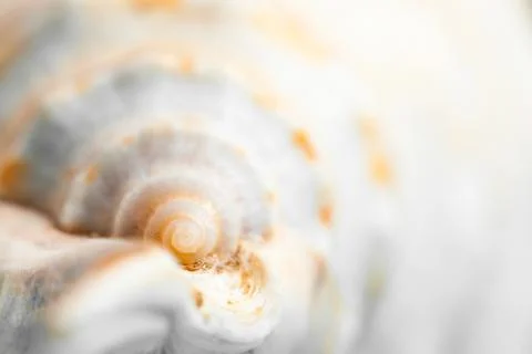 Natural spa elements - seashell with starshell Stock Photos