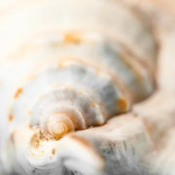 Natural spa elements - seashell with starshell Stock Photos