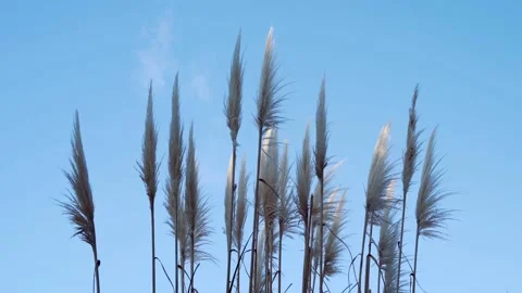 Natural spear Stock Footage 153470395