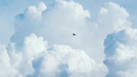 Natural speed footage of beautiful cloudscape and egret flying through the frame Stock Footage 338295002