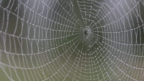 Natural spiderweb with dew droplets moving in the wind Stock Footage 282495877