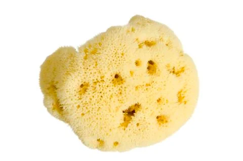 Natural sponge Stock Photos