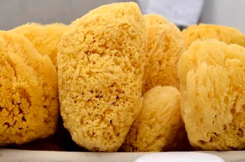 Natural sponge 库存照片