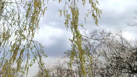 Natural spring backdrop. Stock Footage 186152441