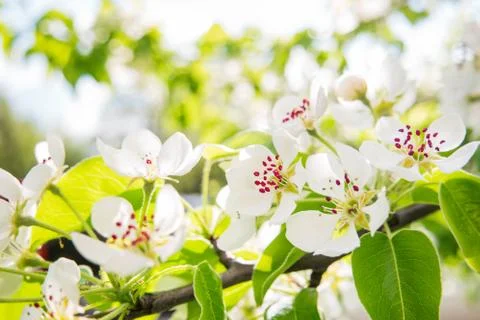 Natural spring background with blooming apple tree. Beautiful flowers in su.. Stock Photos