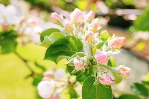 Natural spring background with blooming apple tree. Beautiful flowers in su.. Stock Photos