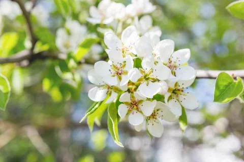 Natural spring background with blooming apple tree. Beautiful flowers in sunn Stock Photos
