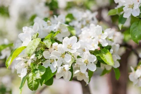 Natural spring background with blooming apple tree. Beautiful flowers in sunn Stock Photos