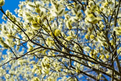 Natural spring background. Blooming willow symbol of the Christian holiday Ea Stock Photos