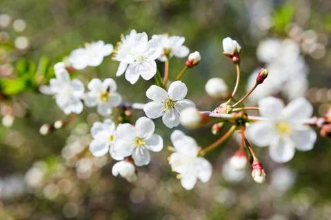 Natural spring background with cherry flowers. Selective soft focus. Stock Photos