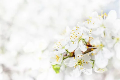 Natural spring background with cherry flowers. 库存照片