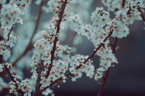 Natural spring background cherry tree branches blooming Foto stock