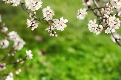 Natural spring background. Spring blossom background - abstract floral border of Stock Photos