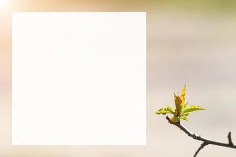 Natural spring close up background with selective focus Stock Photos