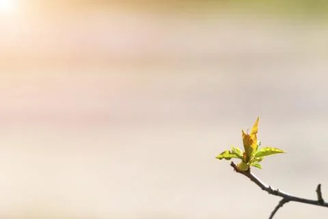 Natural spring close up background with selective focus Foto stock