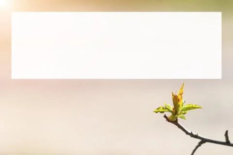 Natural spring close up background with selective focus Stock Photos