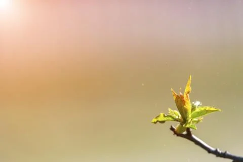 Natural spring close up background with selective focus Foto stock