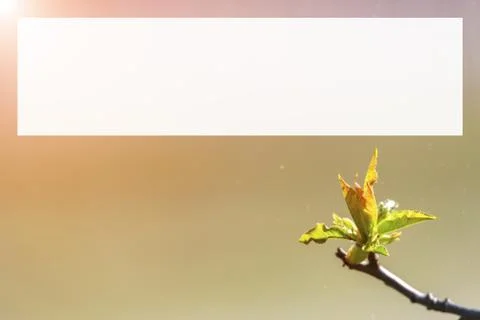 Natural spring close up background with selective focus Stock Photos