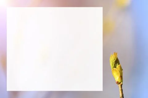 Natural spring close up background with selective focus Stock Photos