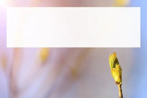 Natural spring close up background with selective focus Stock Photos