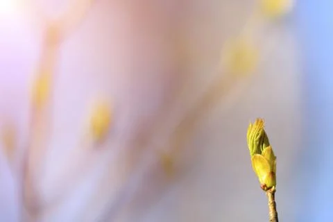 Natural spring close up background with selective focus Stock Photos
