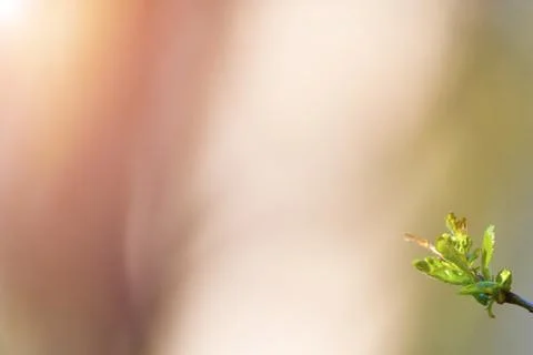 Natural spring close up background with selective focus Stock Photos