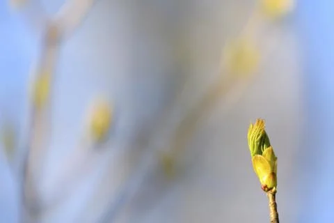 Natural spring close up background with selective focus Fotos de archivo