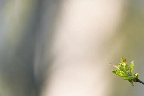 Natural spring close up background with selective focus Foto stock