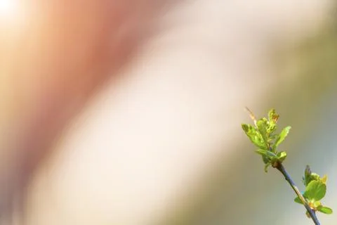 Natural spring close up background with selective focus Stock Photos