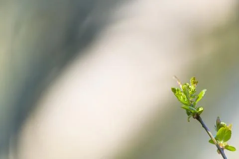 Natural spring close up background with selective focus Stock Photos