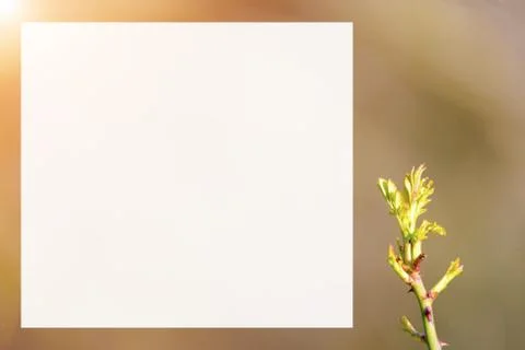 Natural spring close up background with selective focus Stock Photos