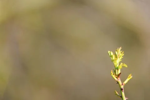 Natural spring close up background with selective focus Stock Photos