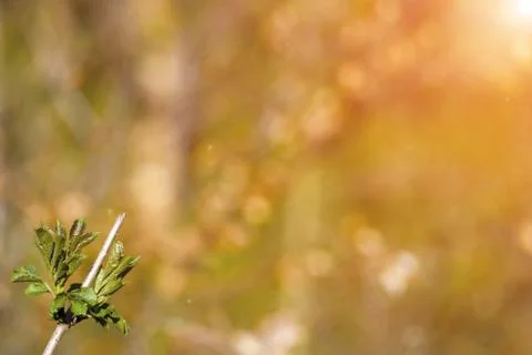 Natural spring close up background with selective focus Stock Photos