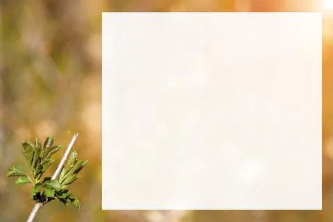 Natural spring close up background with selective focus Stock Photos