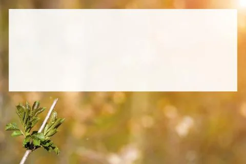 Natural spring close up background with selective focus Stock Photos