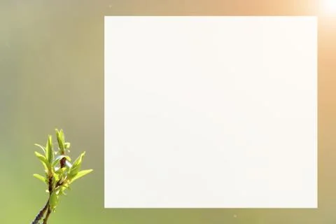 Natural spring close up background with selective focus Stock Photos