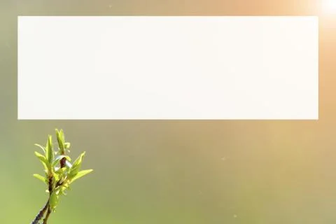 Natural spring close up background with selective focus Stock Photos