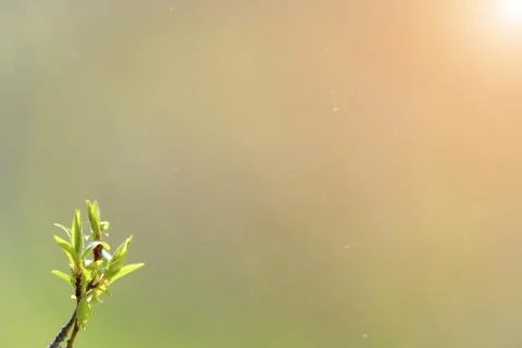 Natural spring close up background with selective focus Foto stock