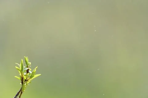 Natural spring close up background with selective focus Stock Photos
